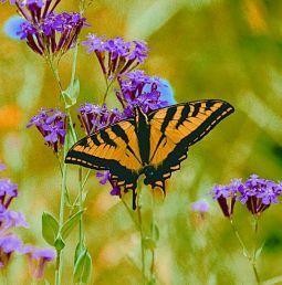 Animal Essences Butterfly (vlinder) (30 Milliliter)